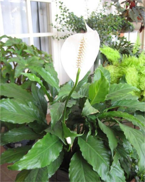 cây lan ý hợp tuổi gì