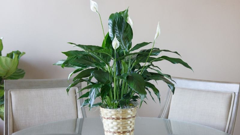 Cây Lan Ý mang lại sự hòa bình và cân bằng