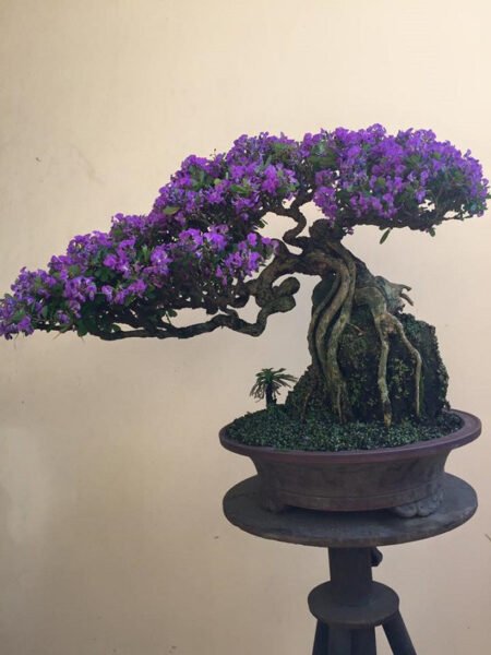 Cây linh sam bonsai dáng đẹp, tổng quan về cây linh sam hạt gạo