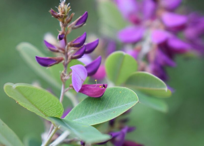 Cây linh sam sông Hinh quý hiếm với hoa sẫm màu