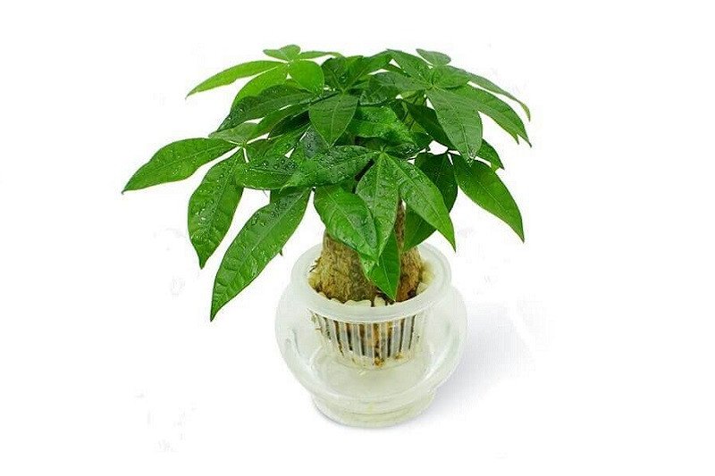 Cây lưỡi hổ và sen đá phong thủy hợp tuổi 2k6