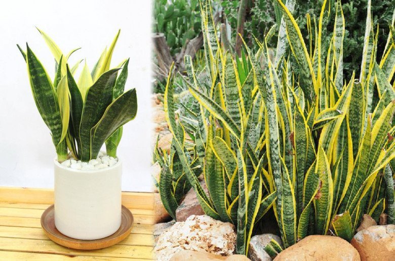 Cây lưỡi hổ xanh lá viền vàng tươi tốt trong chậu