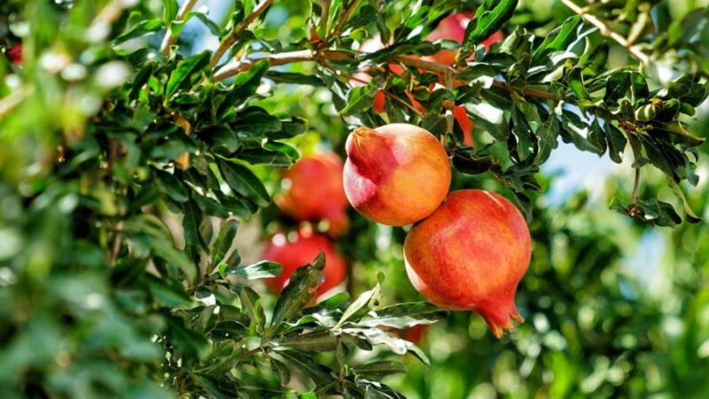 Cây lựu phong thủy với quả chín đỏ mọng mang ý nghĩa may mắn, tài lộc dồi dào.