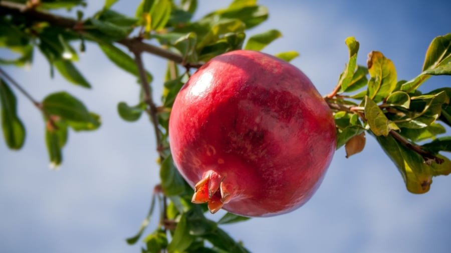 Cây lựu với lá xanh tươi tốt, biểu tượng cho người mệnh Mộc và Hỏa trong phong thủy.