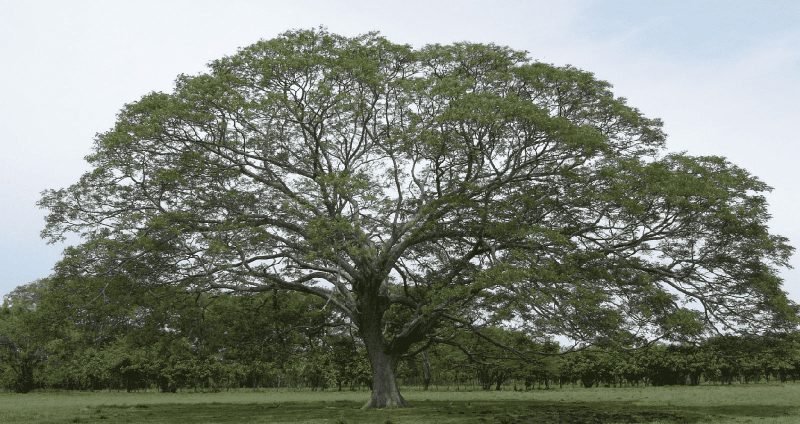 Cây me tây trưởng thành với tán lá rộng và thân gỗ lớn