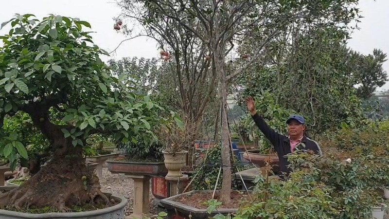 Cây mộc hương bonsai được tạo dáng nghệ thuật, tô điểm không gian sống