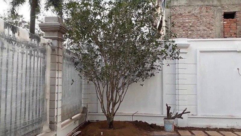 Cây mộc hương thân gỗ quý, biểu tượng của sự may mắn và thanh khiết