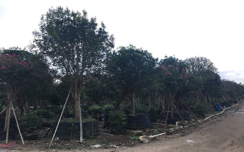 Cây mộc hương xanh tốt mang ý nghĩa phong thủy tốt lành cho gia đình