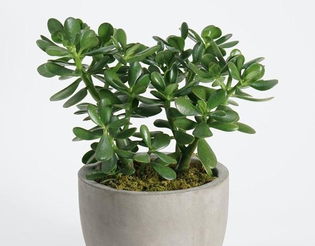 Cây ngọc bích con non xanh mơn mởn, lá căng mọng nước