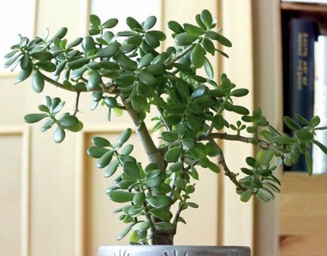 Cây ngọc bích trang trí không gian sống, tạo cảnh quan xanh mát và thanh lọc không khí