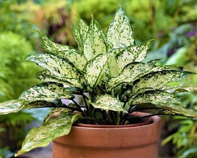 Cây ngọc ngân trong chậu đất phù hợp với nhiều bản mệnh, mang lại bình an
