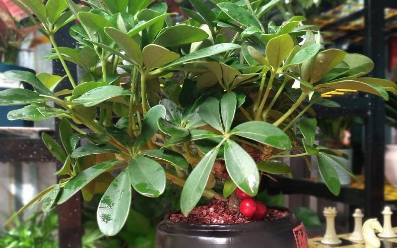 Cây ngũ gia bì hợp mệnh gì mang lại tài lộc và may mắn