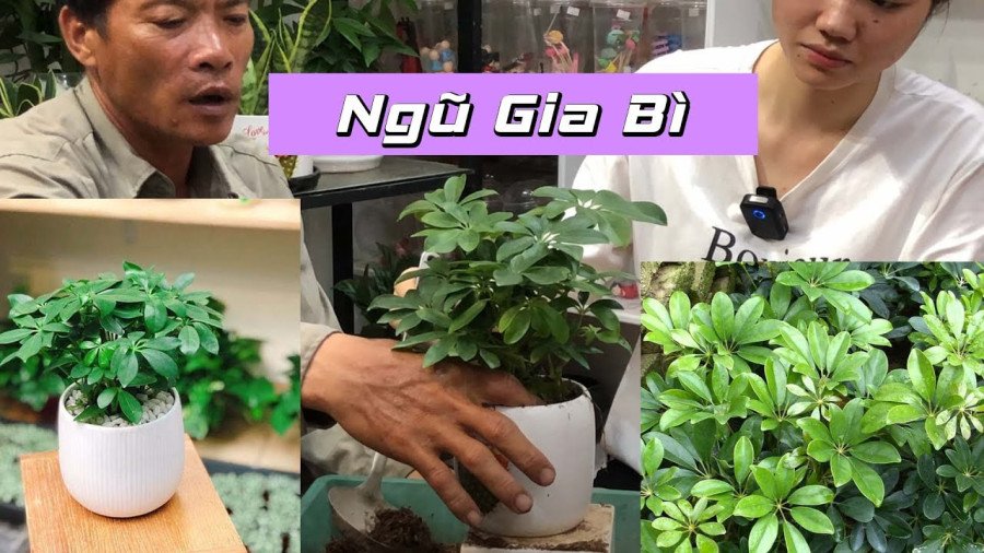 Cây ngũ gia bì hợp mệnh gì trong trang trí nội thất