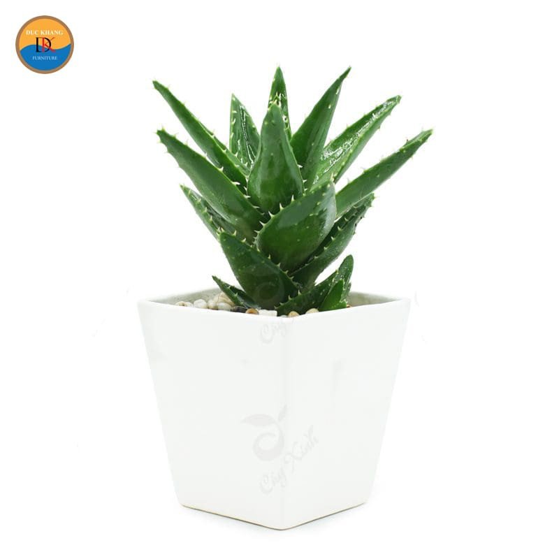 Cây nha đam tươi tốt trong chậu, biểu tượng của tài lộc và sinh khí