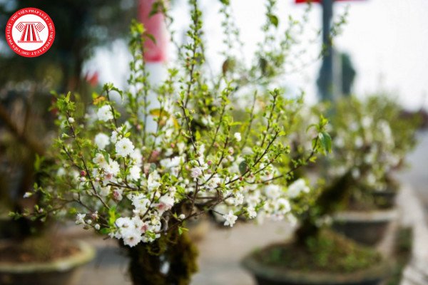 Cây nhất chi mai hợp mệnh gì