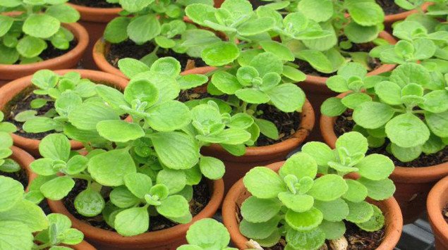 cây nhất mạt hương trồng trong chậu