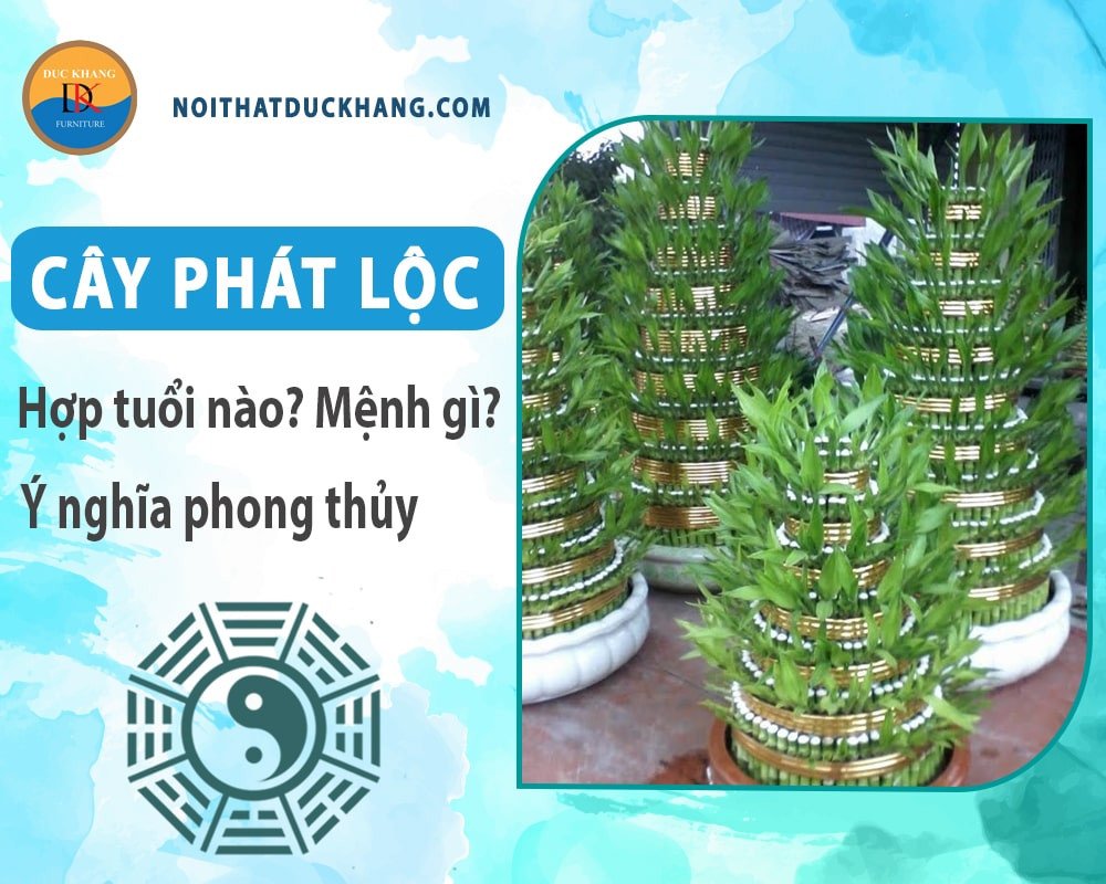 Cây phát lộc bố trí trong không gian văn phòng tạo điểm nhấn xanh tươi