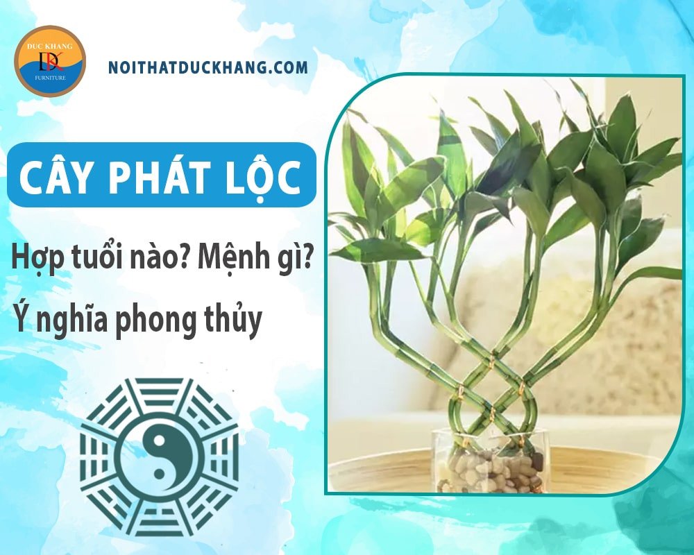 Cây phát lộc được tạo hình xoắn ốc độc đáo, mang vẻ đẹp phong thủy