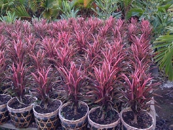 Cây phát tài đỏ với lá non màu đỏ tía rực rỡ hợp mệnh Hỏa