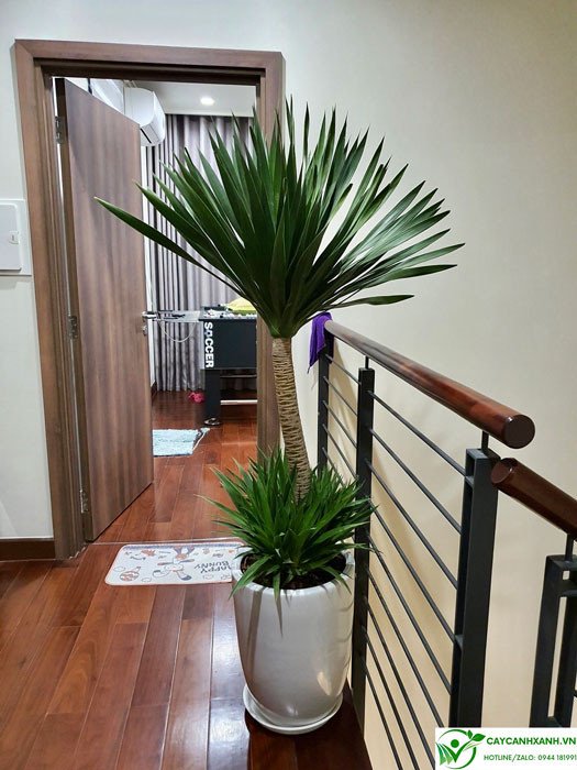 Cây phát tài núi đặt ở cửa phòng ngủ hợp phong thủy
