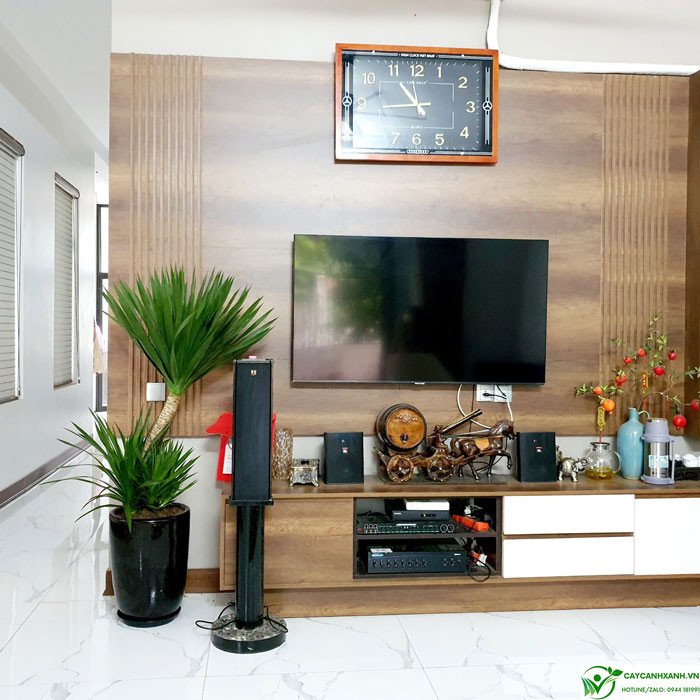 Cây phát tài núi đặt trang trí trong phòng khách