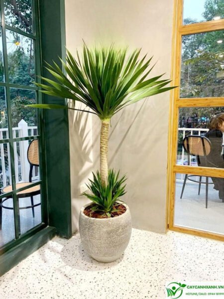 Cây phát tài núi khỏe mạnh với tán lá xanh mướt