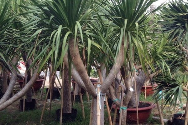 Cây phát tài núi thân gỗ lá xanh dài mang ý nghĩa phong thủy