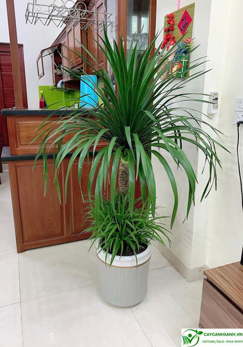 Cây phát tài núi trong nhà giúp thanh lọc không khí