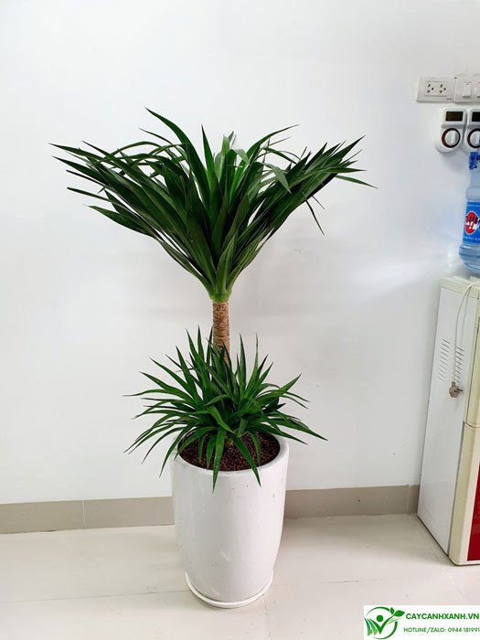 Cây phát tài núi với cấu trúc thân 2 tầng độc đáo