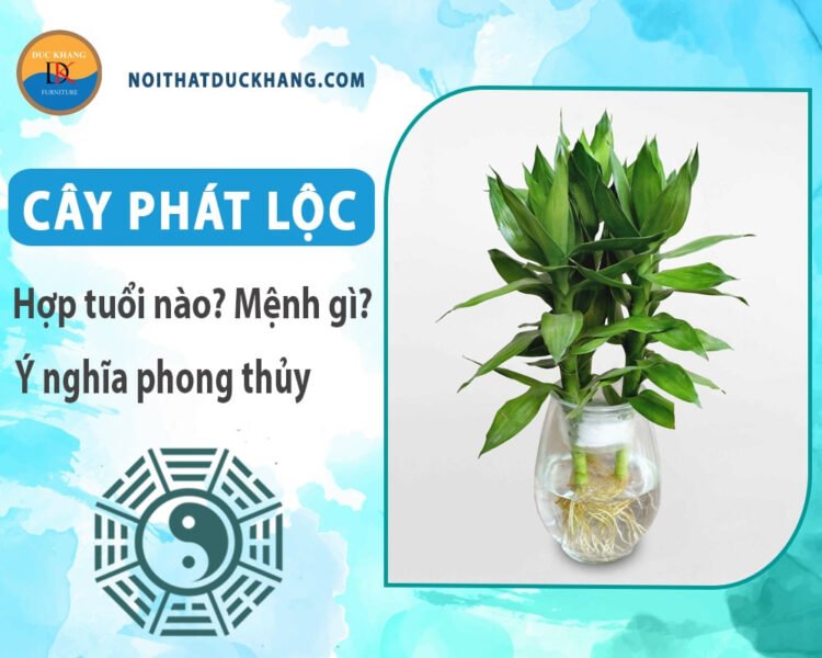 Cây phát tài phát lộc thân thẳng, lá xanh tốt, biểu tượng của sự may mắn và thịnh vượng.