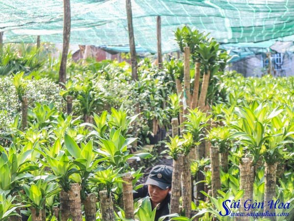 Cây phát tài thiết mộc lan đặt ở vị trí phong thủy tốt