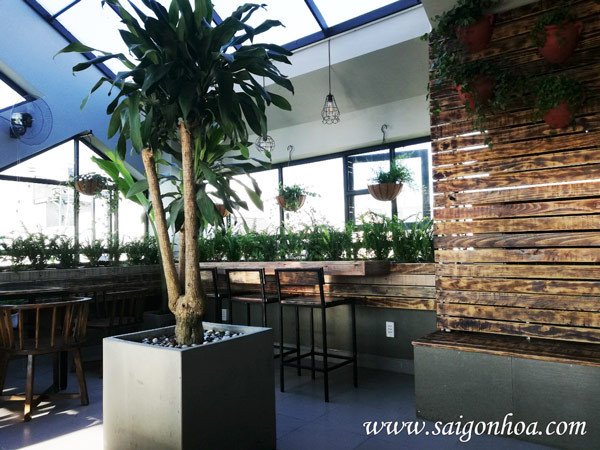 Cây phát tài trồng trong chậu đá mài hợp phong thủy