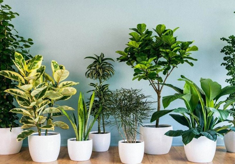 Cây phong thủy hợp bản mệnh hành Thổ mang đến năng lượng tích cực