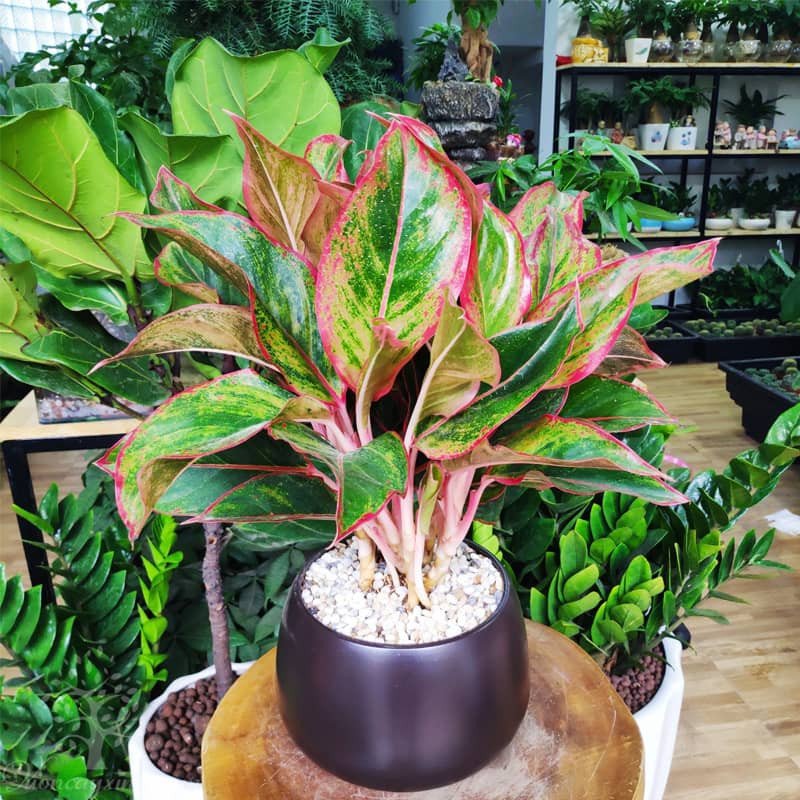 Cây Phú Quý với viền lá đỏ đặc trưng, mang ý nghĩa tài lộc cho người mệnh Hỏa 1987