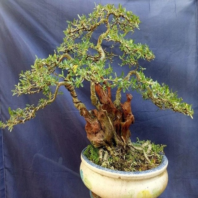 Cây sam hương bonsai được chăm sóc tỉ mỉ