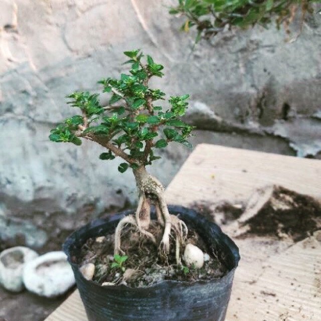 Cây sam hương bonsai trong chậu nhỏ, dáng thế đẹp mắt