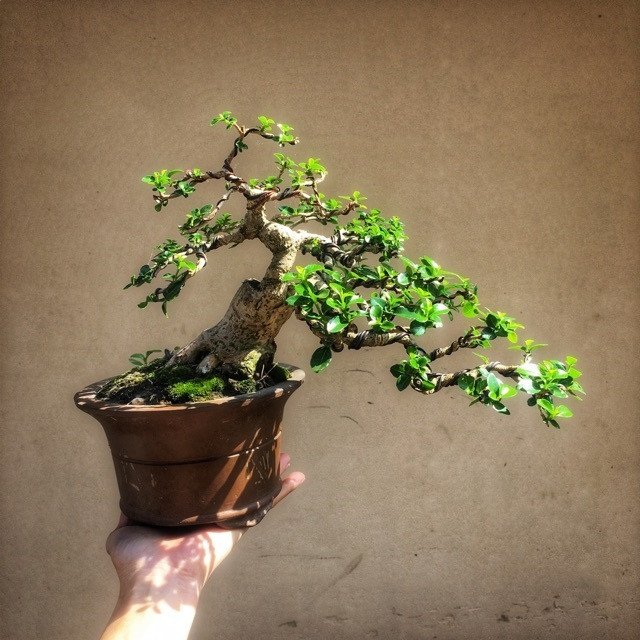 Cây sam hương bonsai với rễ nổi bật, tạo dáng cổ thụ