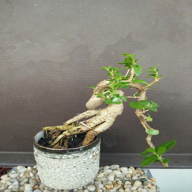 Cây sam hương bonsai với thân cây dày và lá xanh đậm