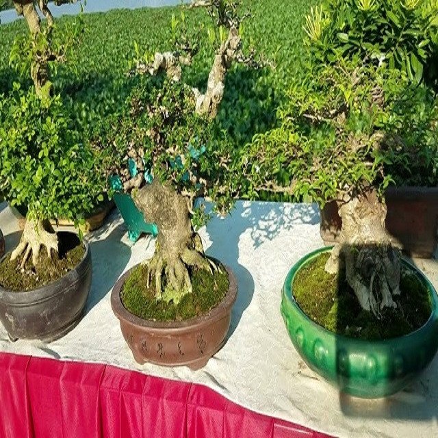 Cây sam hương mini trong chậu gốm