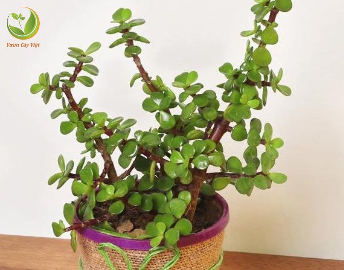 cây sen đá đô la hồng hợp mệnh gì