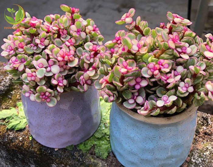 cây sen đá đô la hồng hợp phong thủy