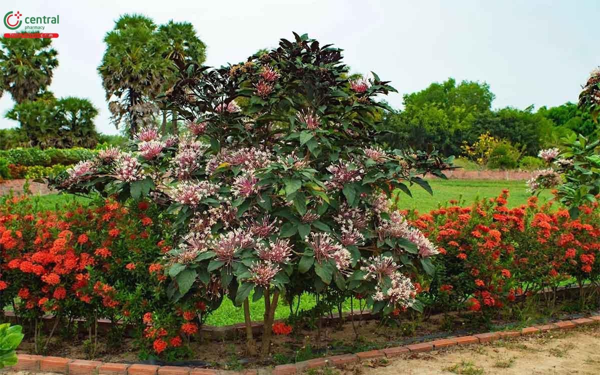 Cây thiên phúc được trồng trong chậu, tô điểm cho không gian sống