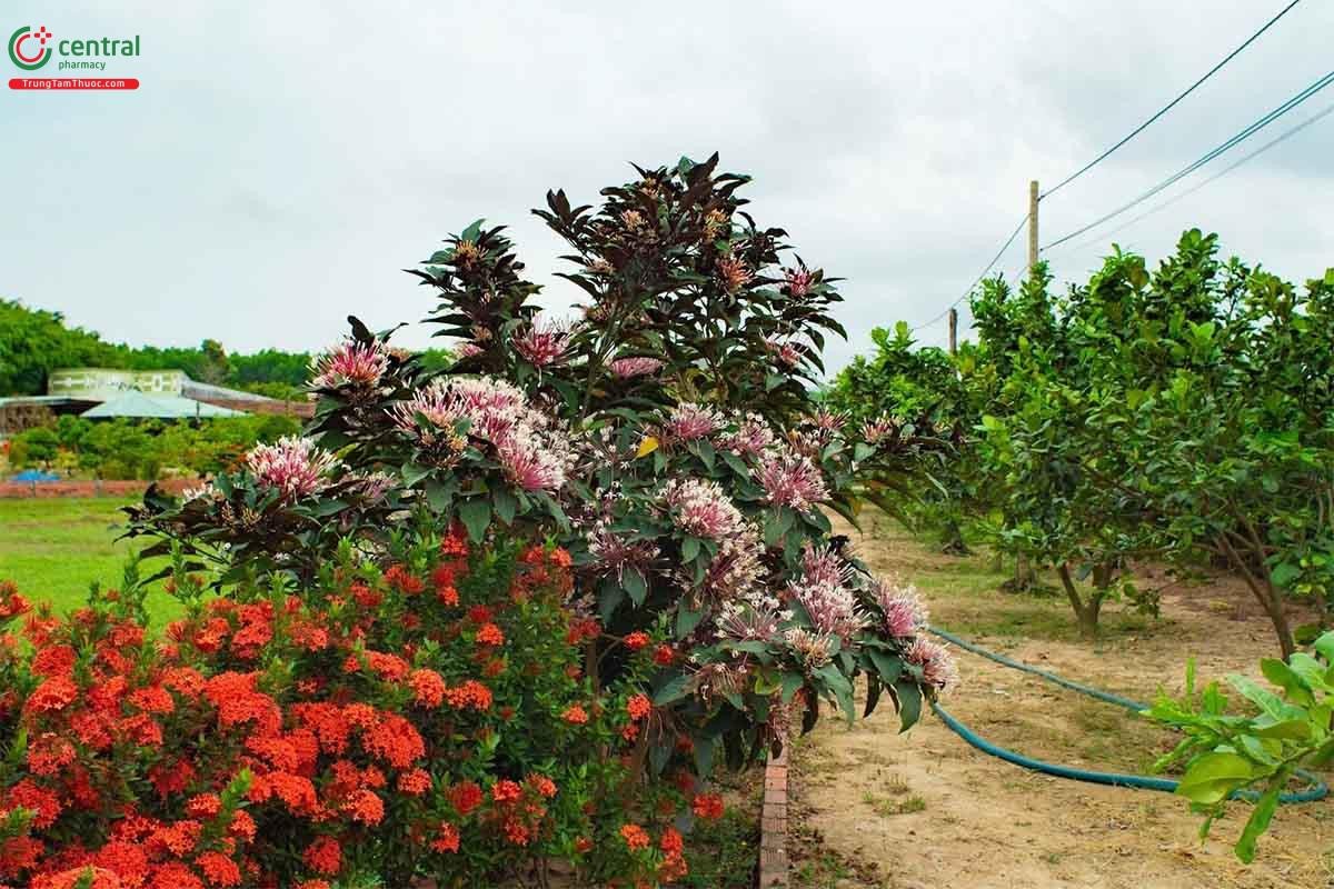 Cây thiên phúc sai hoa quanh năm, điểm tô sắc màu cho không gian