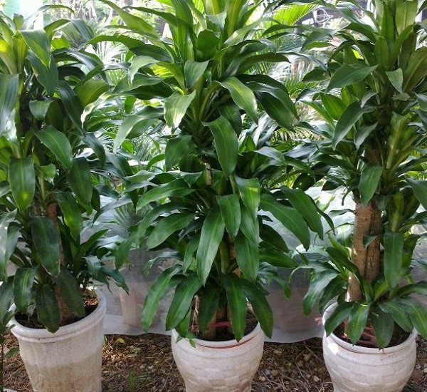 Cây thiết mộc lan tán lá rậm rạp xanh tốt đem lại vượng khí