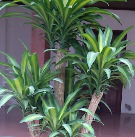 Cây Thiết Mộc Lan thân gỗ với lá xanh sẫm và vệt trắng nhạt đặc trưng, biểu tượng của sự may mắn