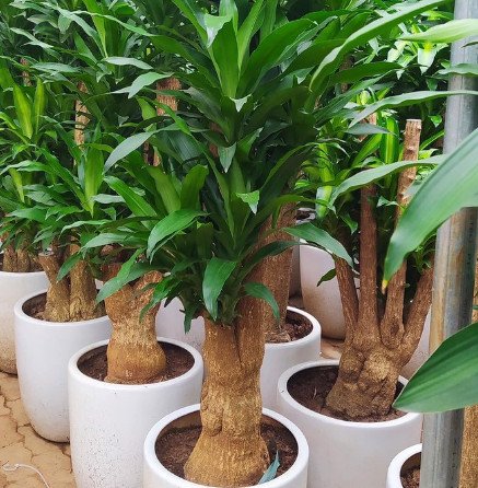 Cây Thiết Mộc Lan trang trí trong nhà, mang ý nghĩa phong thủy tốt lành, hợp với gia chủ mệnh Mộc và Hỏa