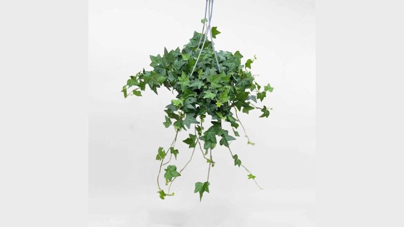 Cây thường xuân treo trên cao mang lại sự xanh mát