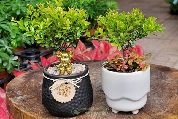 Cây tiểu diệp xích nam để bàn mang lại năng lượng tích cực cho không gian làm việc