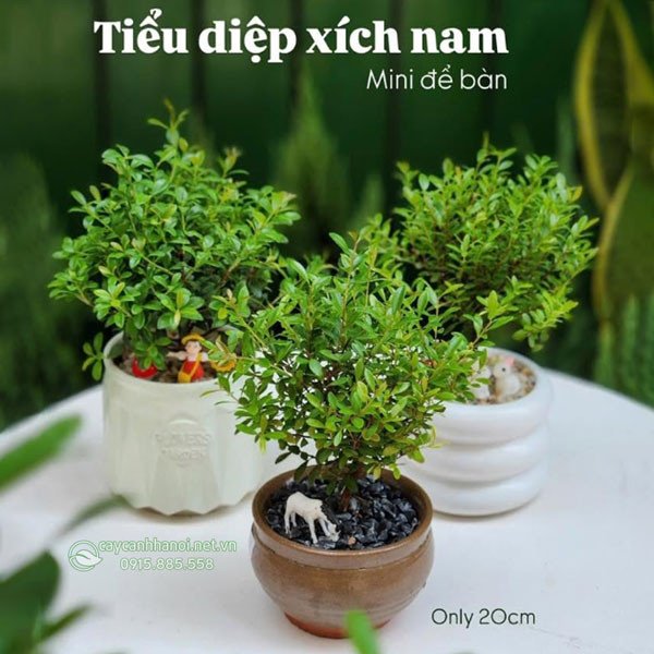 Cây tiểu diệp xích nam mini mang lại sự thịnh vượng và may mắn cho bàn thờ hoặc bàn làm việc