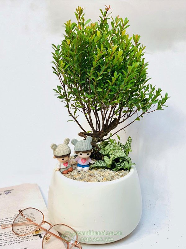 Cây tiểu diệp xích nam xanh tốt mang ý nghĩa tài lộc và may mắn cho gia chủ